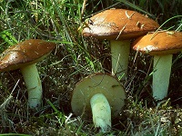 Грибы масленки