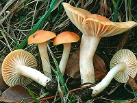 Гриб гигрофор луговой