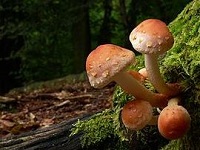 Гриб ложноопёнок кирпично-красный