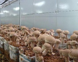 Промышленное выращивание шиитаке