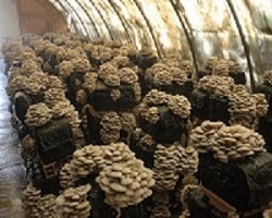 Выращивание вешенок в домашних условиях