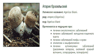 Агарик бразильский