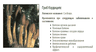 Целебный гриб Кордицепс 