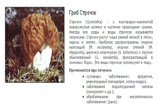 Целебный гриб Строчок