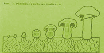 Гриб на грибнице