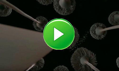 ASPERGILLUS