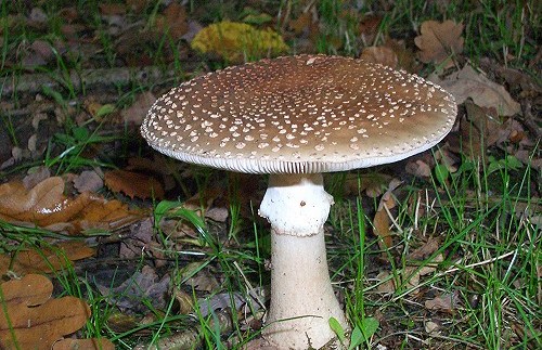 Мухомор розовый в лесу