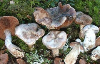 Паутинник серебристый в лесу