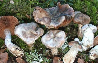 Паутинник серебристый в лесу