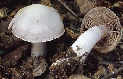 Паутинник бело-фиолетовый в листьях