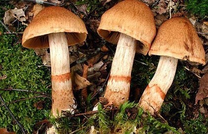 Паутинник браслетчатый в траве