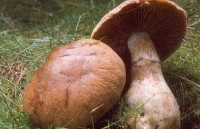 Паутинник луковицеобразный на поляне