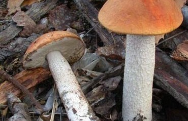 Подосиновик красный в листьях
