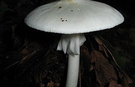 Мухомор весенний ночью