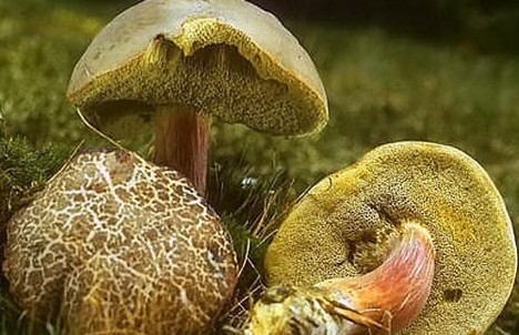 Моховик трещиноватый в лесу