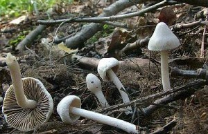 Иноцибе обыкновенный в лесу