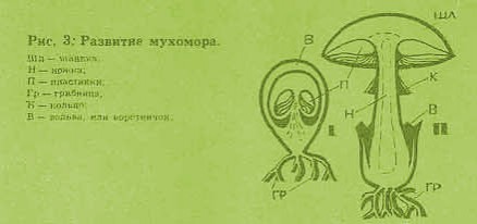 Рост и развитие мухомора