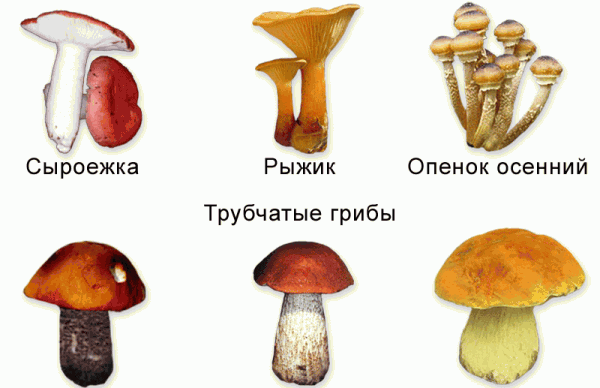 Виды грибов