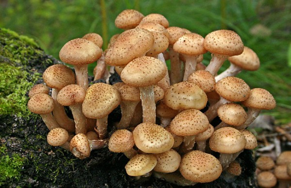 Летние грибы