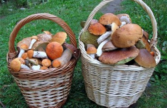 Микоризные грибы