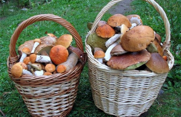 Микоризные грибы