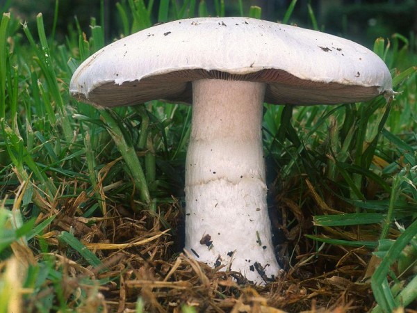 Шампиньон луговой