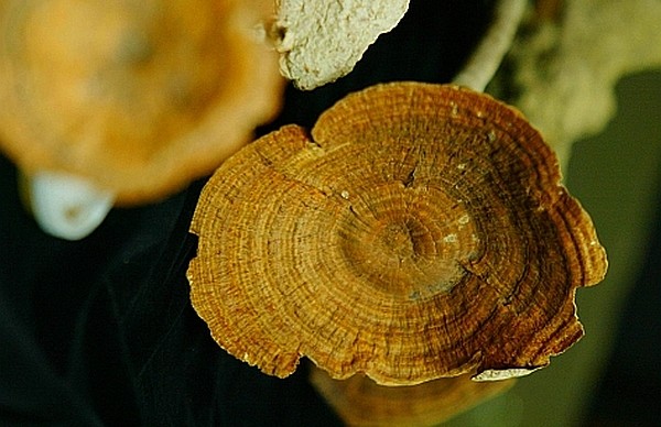 Гриб Tiger Milk mushroom
