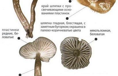 Гигроцибе водянистая в разрезе