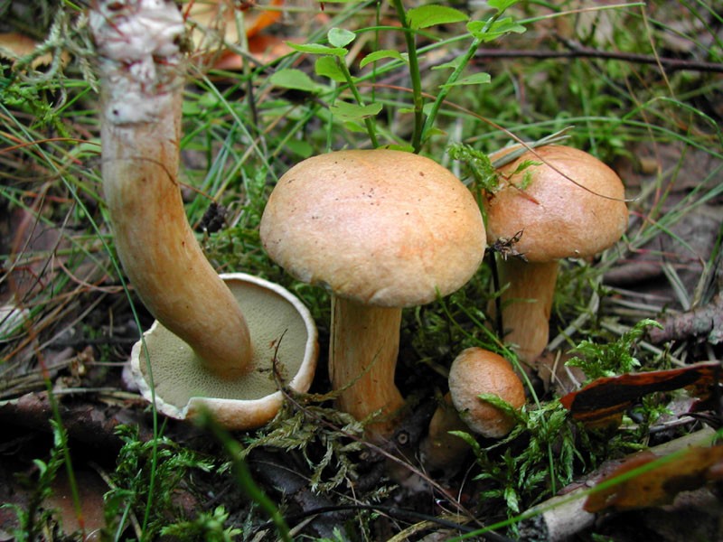 Грибы козляк