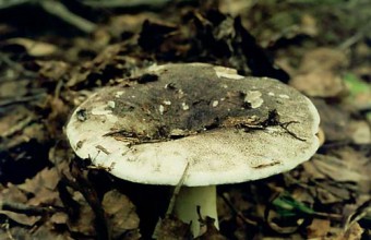 Сыроежка черная в траве