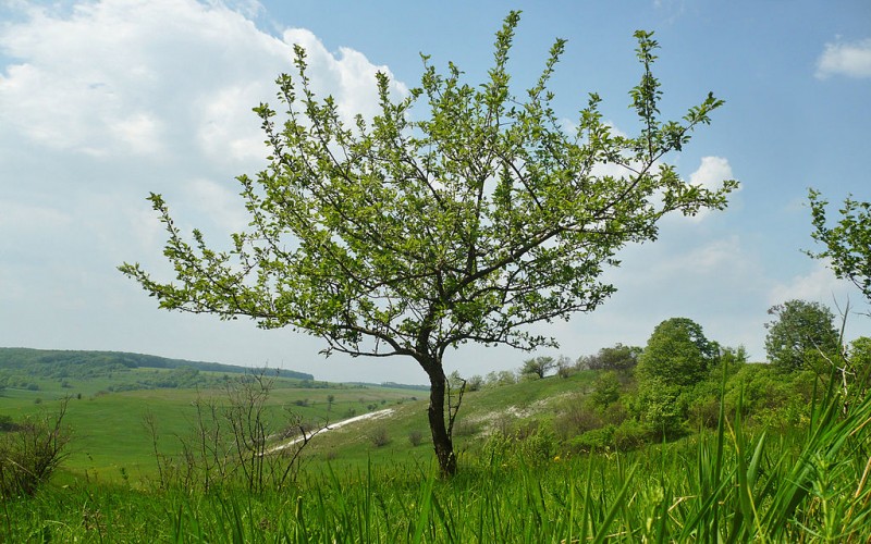 Яблоня лесная в балке Каменный Лог