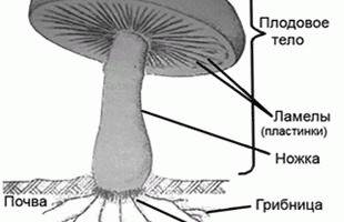 Схема строения гриба