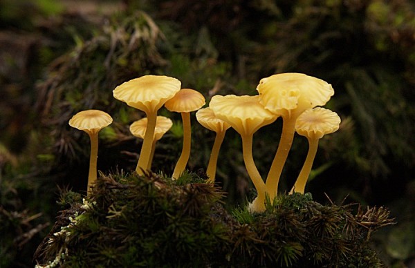 Грибы Fungi 