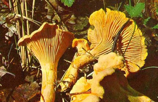 Лечебные грибы лисички