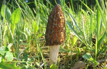 Сморчок конический