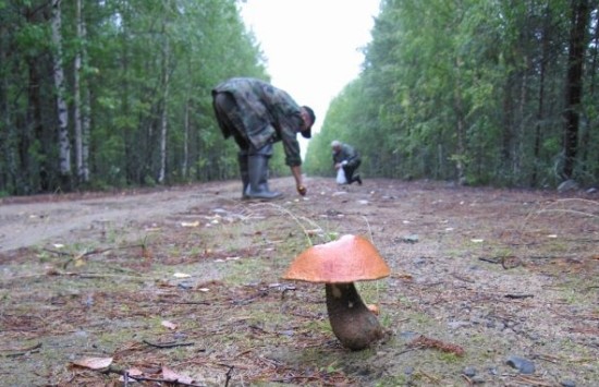 Грибники собирают грибы