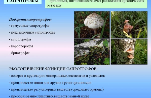 Грибы сапротрофы