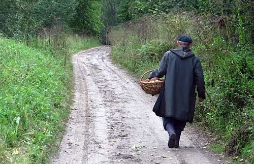 Грибник собирает грибы