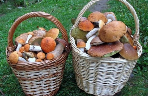 Собранные белые грибы