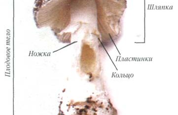 Схема строения гриба