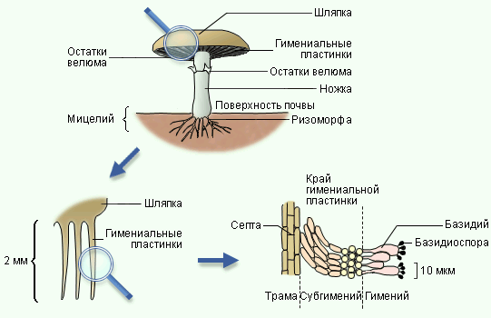 Схема строения грибов