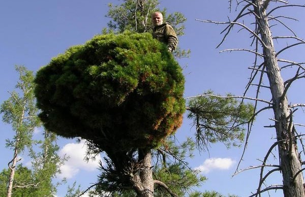 Ведьмины метлы в лесу
