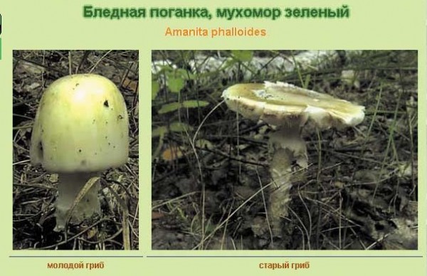 Гриб бледная поганка