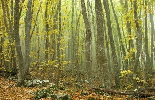 Осенний буковый лес в тумане