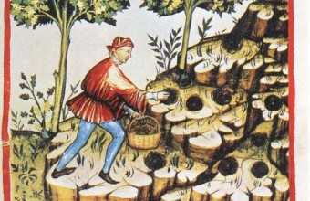 Собиратель трюфелей (итальянская миниатюра)