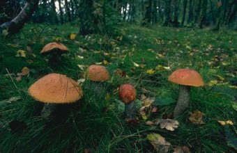 Грибы в лесу