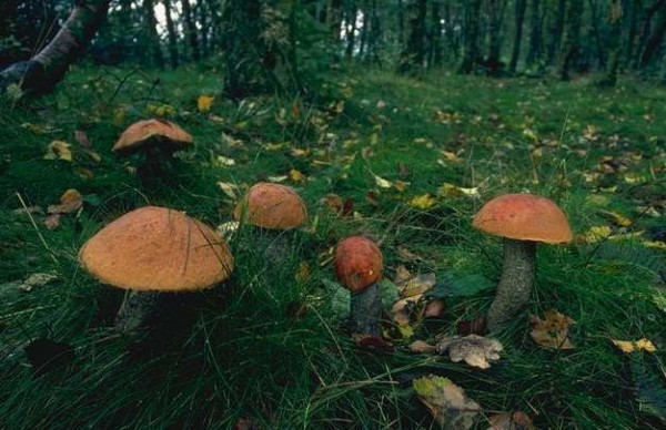 Грибы в лесу