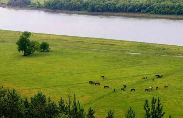 Луга Русской равнины