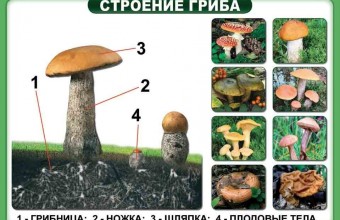 Съедобный гриб и его строение