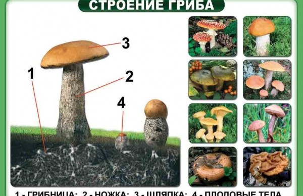 Съедобный гриб и его строение